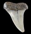 Fossil Mako Shark Tooth - Virginia #53490-1